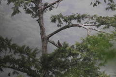 Hierococcyx sparverioides