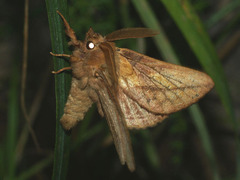 Euthrix potatoria