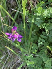 Astragalus alpinus