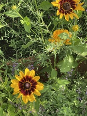 Rudbeckia hirta
