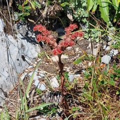 Sempervivum tectorum
