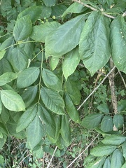 Melioides