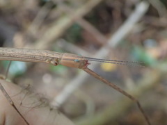 Graeffea seychellensis