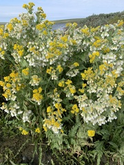 Tephroseris palustris