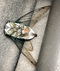 Neotibicen