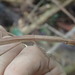 Graffaea seychellensis - Photo (c) Bruno Senterre, alguns direitos reservados (CC BY-NC), uploaded by Bruno Senterre