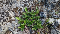 Salix arctica