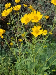 Verbesina encelioides