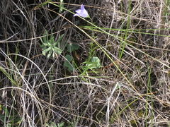 Campanula alaskana