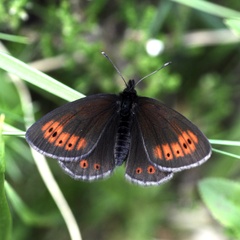 Erebia epiphron