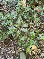 Osmanthus heterophyllus