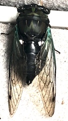 Neotibicen
