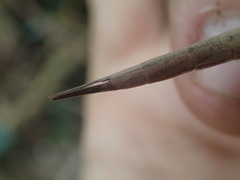 Graeffea seychellensis