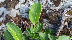 Salix arctica