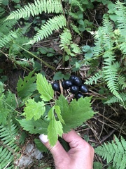 Actaea spicata
