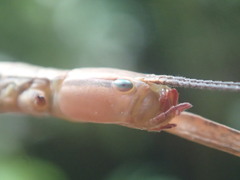 Graeffea seychellensis