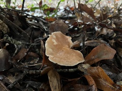 Cerioporus leptocephalus