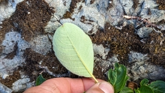 Salix arctica