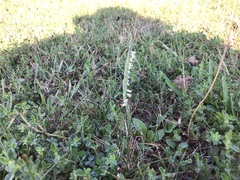 Spiranthes spiralis