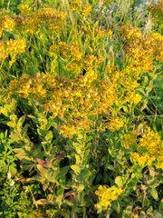 Solidago rigida