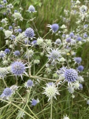 Eryngium aquaticum
