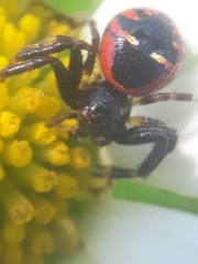 Synema globosum