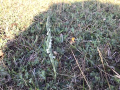 Spiranthes spiralis