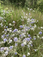 Eryngium aquaticum