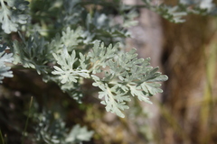 Artemisia absinthium