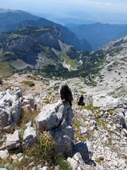 Pyrrhocorax graculus