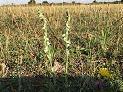 Spiranthes spiralis