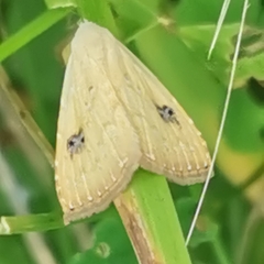 Rivula sericealis