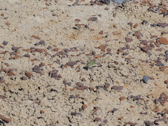Ophiogomphus severus