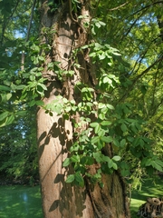 Euonymus fortunei