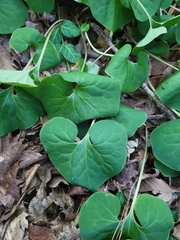 Asarum canadense