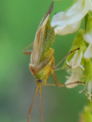 Adelphocoris lineolatus