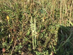 Spiranthes spiralis