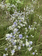 Eryngium aquaticum