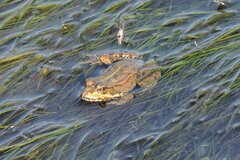 Pelophylax