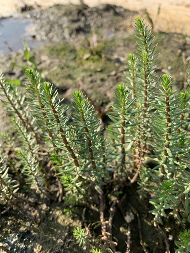 Image of Hippuris lanceolata by (c) Valerii Glazunov, some rights reserved (CC BY)