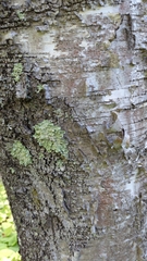 Betula papyrifera