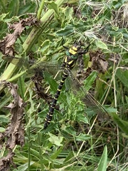 Cordulegaster boltonii