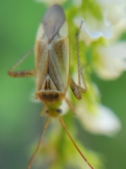 Adelphocoris lineolatus