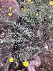 Heterotheca hirsutissima