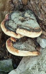 Fomitopsis pinicola