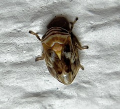 Clastoptera obtusa