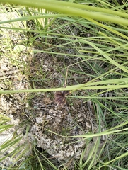 Schoenus nigricans