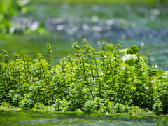 Limnophila trichophylla