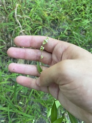 Persicaria punctata