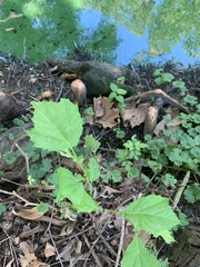 Platanus occidentalis